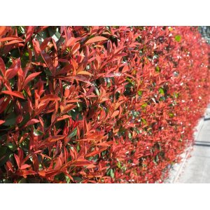 Červienka Fraserova (Photinia × fraseri) ´CARRÉ ROUGE´ - výška 40-60 cm, kont. C5L (-23°C)
